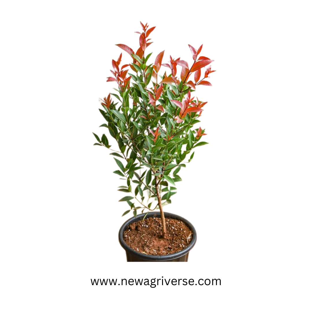 Syzygium Live Plant | Photinia Red Robin / Ficus Cristina - Lush Eugenia | Vibrant Foliage for Indoor/Outdoor Landscaping