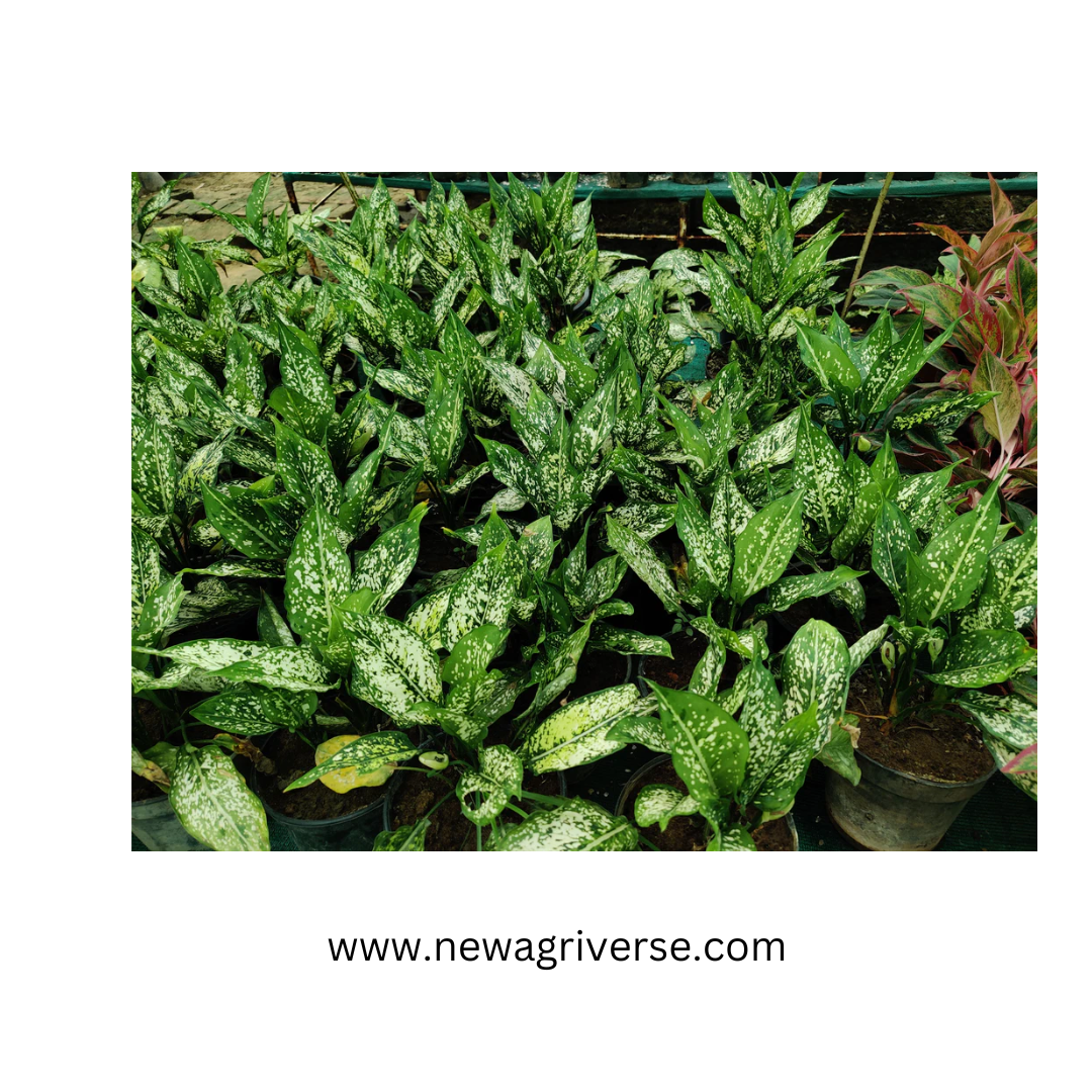 Dwarf Aglaonema Snow White (Chinese Evergreen / Golden Evergreen) - Aglaonema commutatum | Philippine Evergreen Healthy Live Plant | 'Snow White' Variety