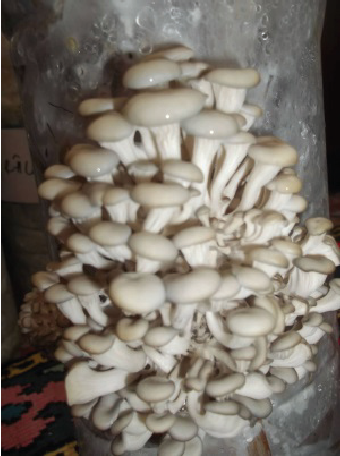 Oyster mushroom Spawn (Lentinus sajor-caju) Grey Oyster