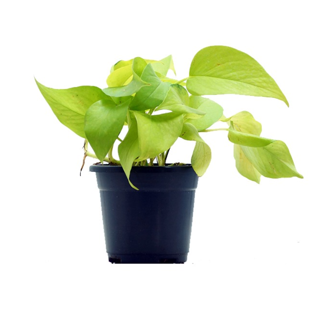 Golden Money Plant with Neon Leaves - Lush Air Purifying Indoor Greenery