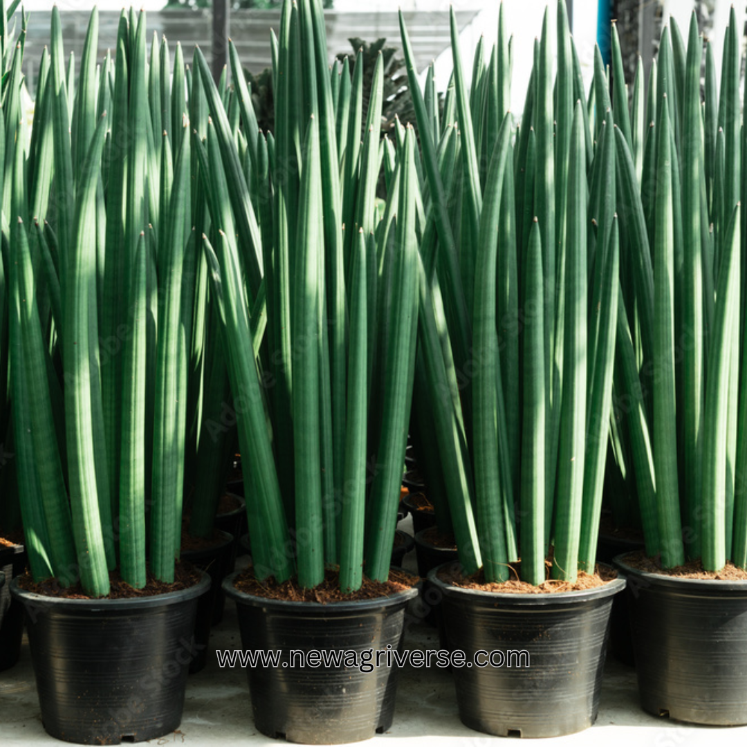 Sansevieria Cylindrica (Cylindrical Snake Plant) - Succulent Snake Plant | Easy Propagation | Sansevieria Stuckyi Live Indoor Plant