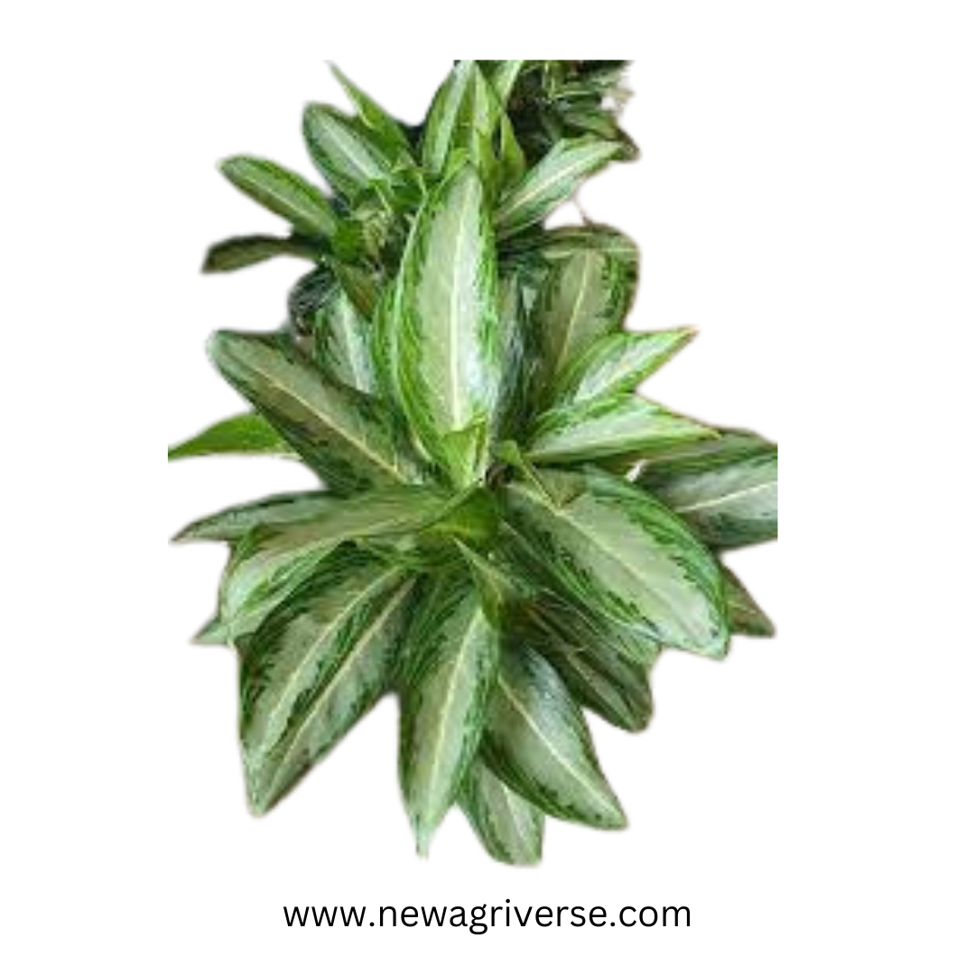 Aglaonema White Rain Plant - White Stem Live Indoor Air Purifier | Native to Asia & Malaysia | Tropical Indoor Plant