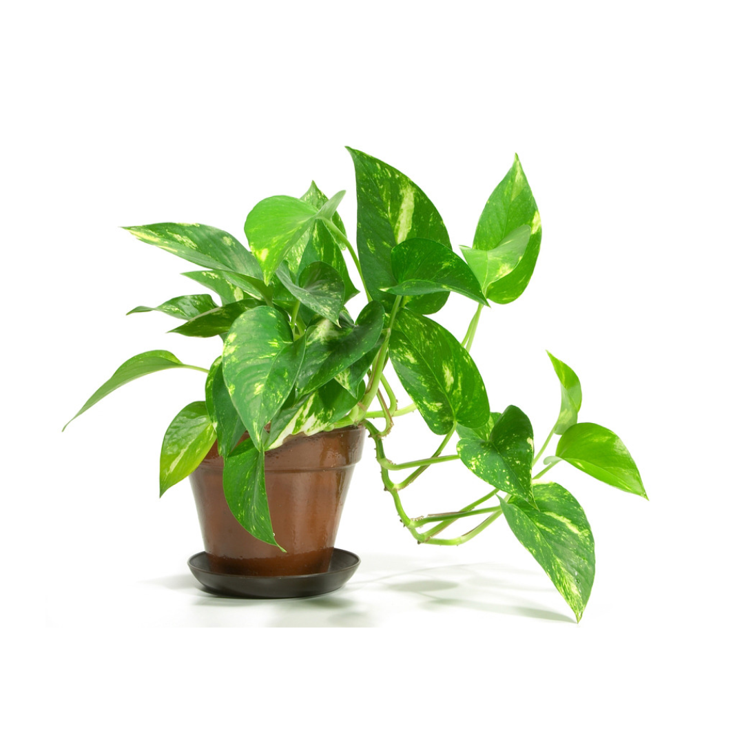 Vibrant Live Money Plant (Pothos) - Lush Green Foliage, Perfect for Home and Office Decor, Easy to Care Indoor Plant