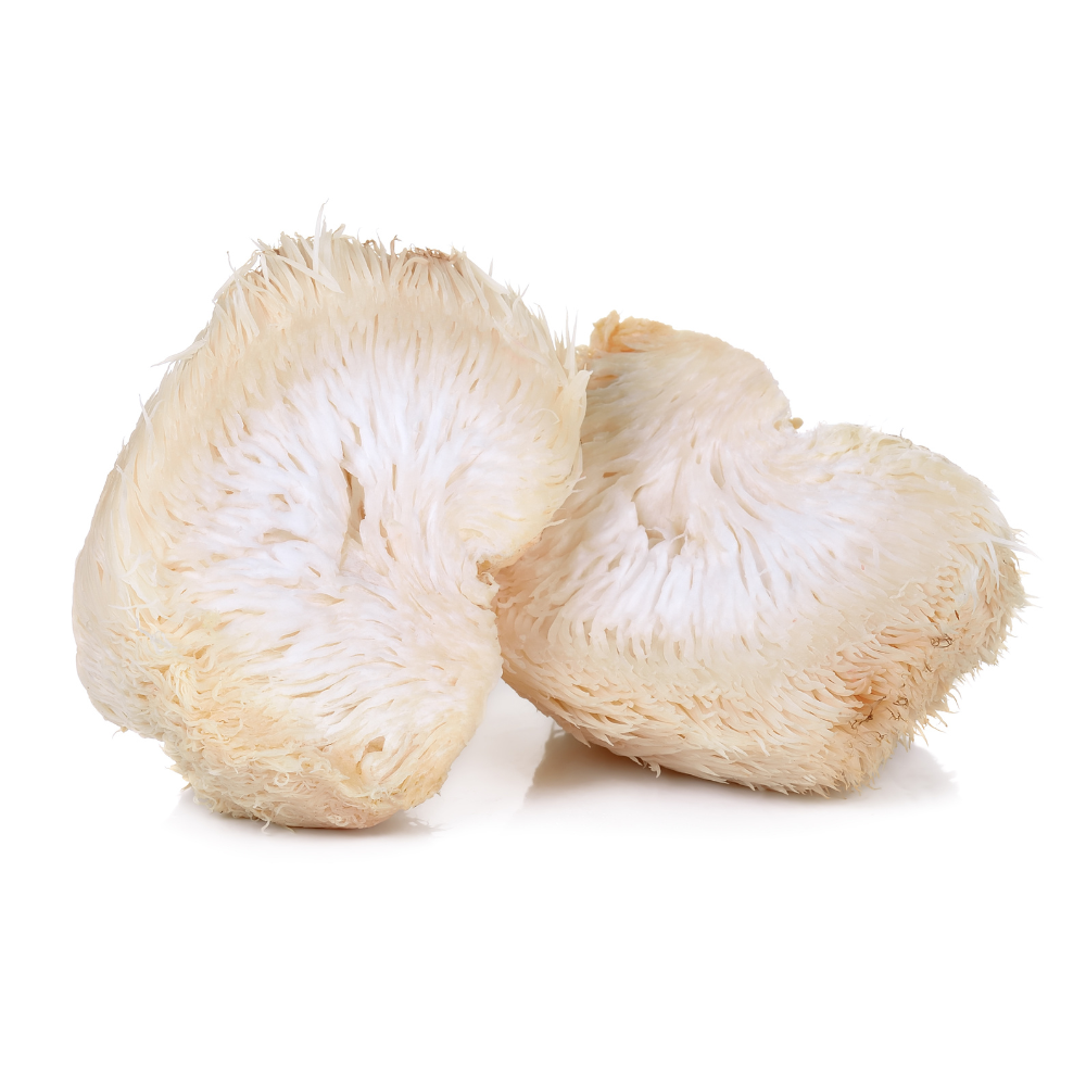 Lion's Mane Mushroom Spawn (Hericium erinaceus)