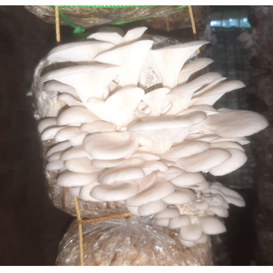 Elm Oyster Mushroom spawn HU Variety (Hypsizygus ulmarius)