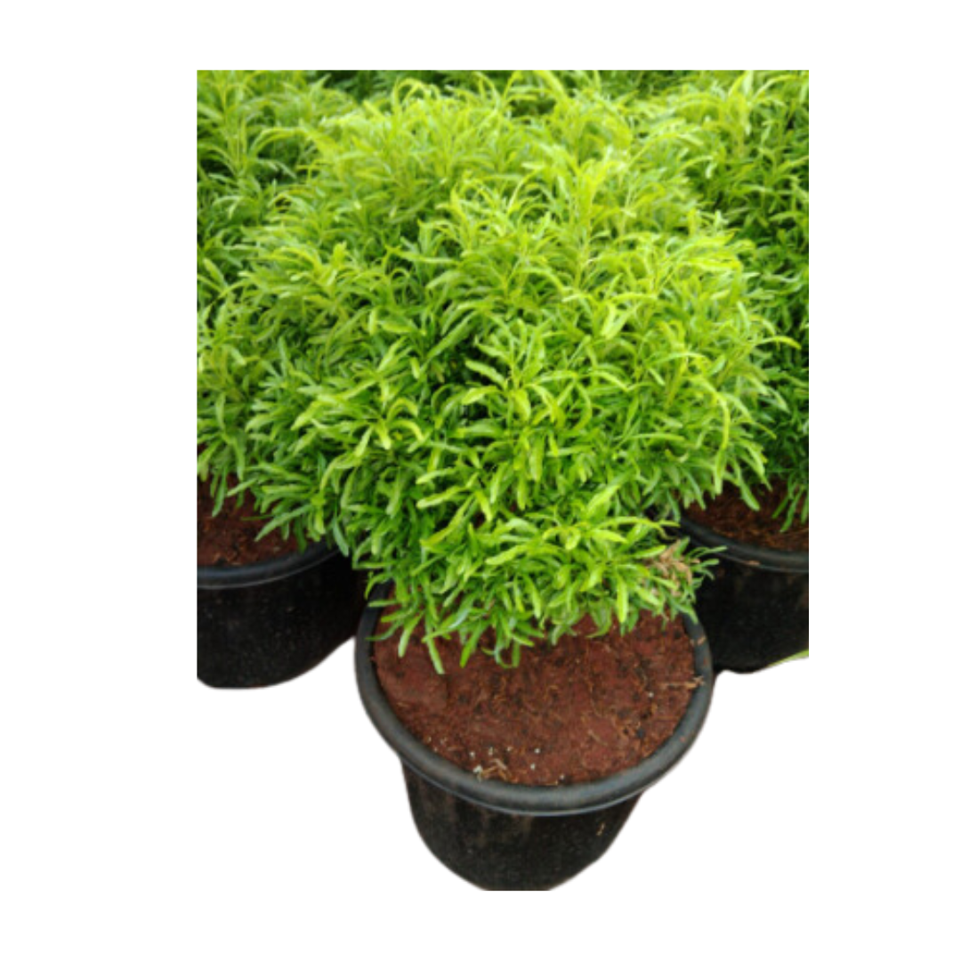 Arelia Green and Aralia Golden Plants - Lush Indoor Foliage Duo | Vibrant Green and Golden Leaf Varieties
