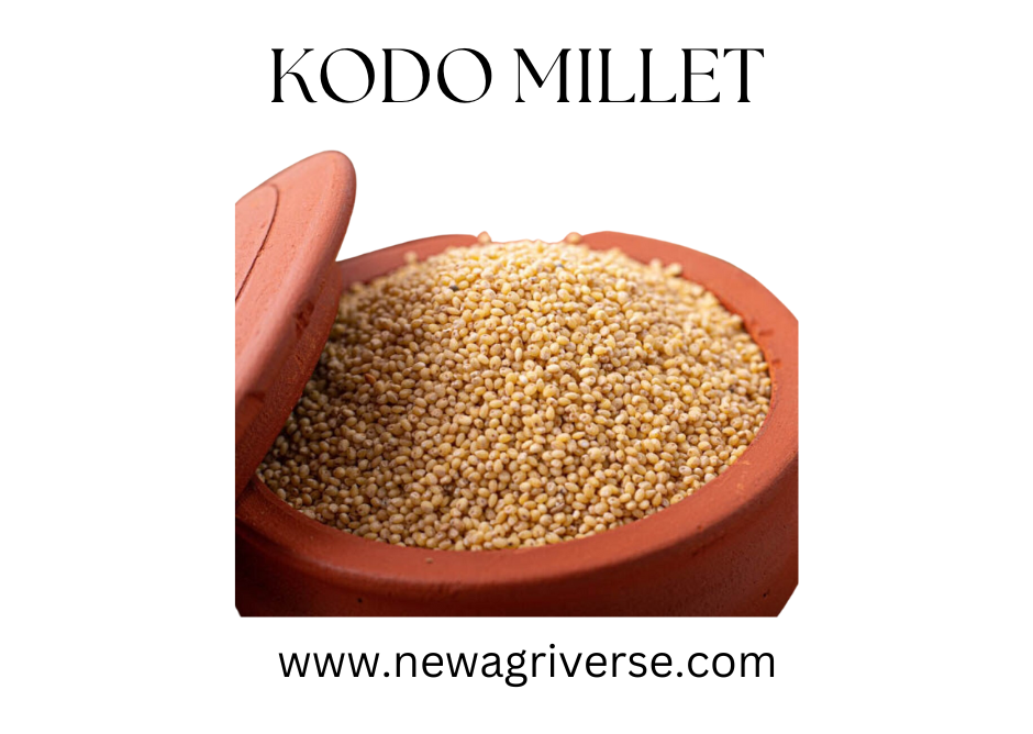 Kodo Millet Rice (Unpolished) | 500g