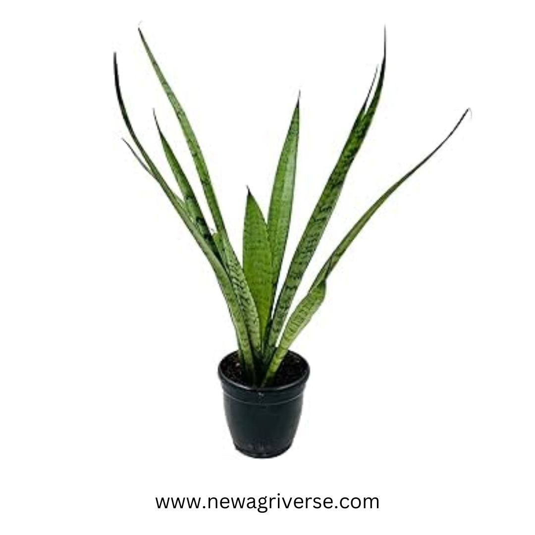 Snake Plant Green snake plant Sansevieria Mother-In-Law's Tongue Air Purifying Plant Mother-In-Law's Tongue live plant indore palnts indoor plant Good Luck Snake Plant for Home golden snake plant