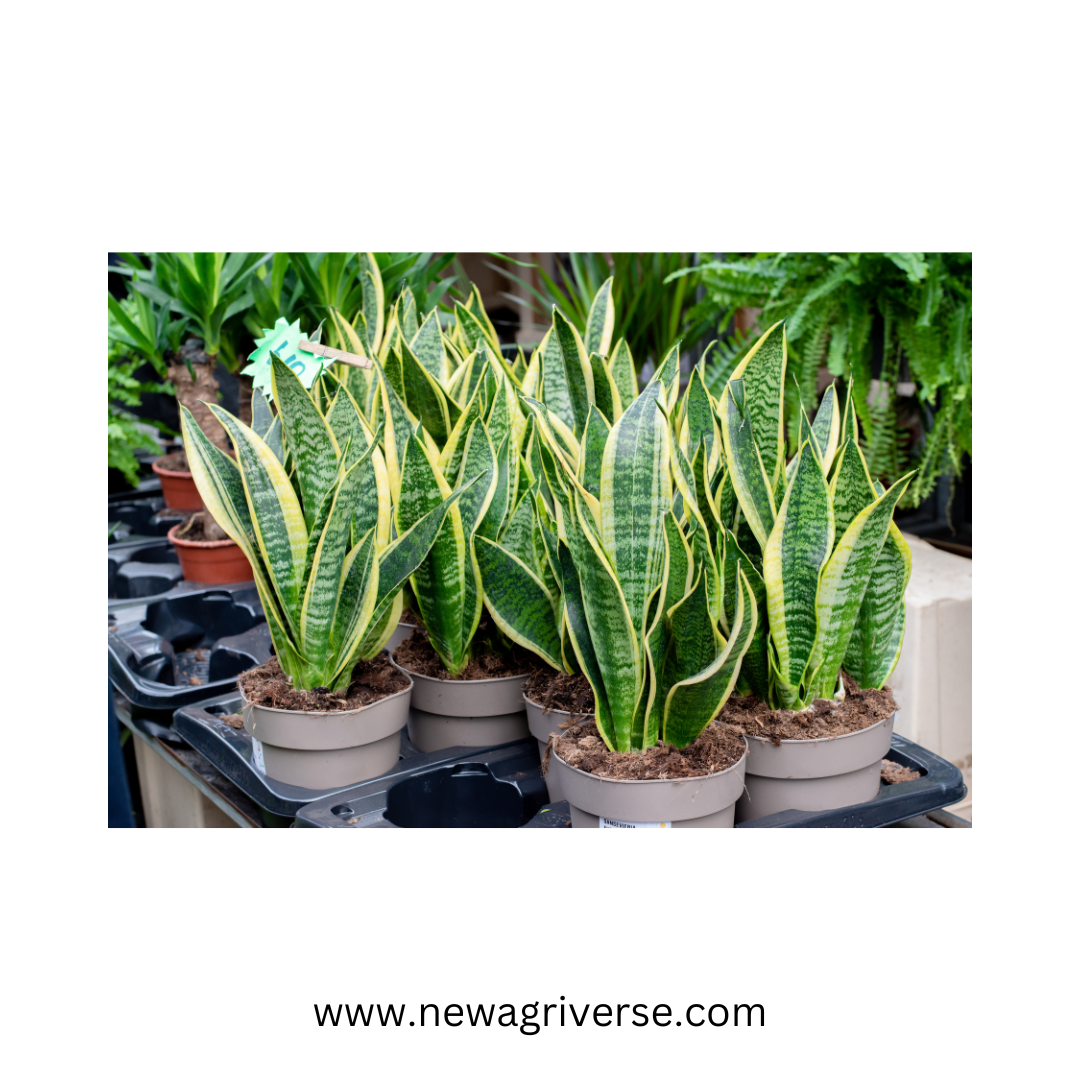 Snake Plant Golden (Mother-In-Law's Tongue / Sansevieria Golden Princess) - Good Luck Indoor/Outdoor Live Plant