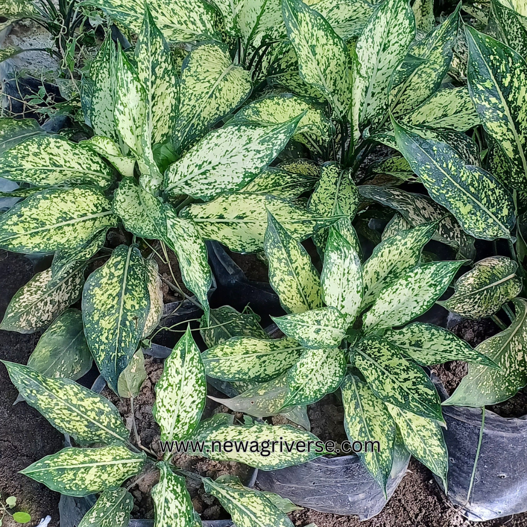 Dwarf Aglaonema Snow White (Chinese Evergreen / Golden Evergreen) - Aglaonema commutatum | Philippine Evergreen Healthy Live Plant | 'Snow White' Variety