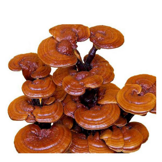 Ganoderma lucidum Mushroom Spawn (Reishi)