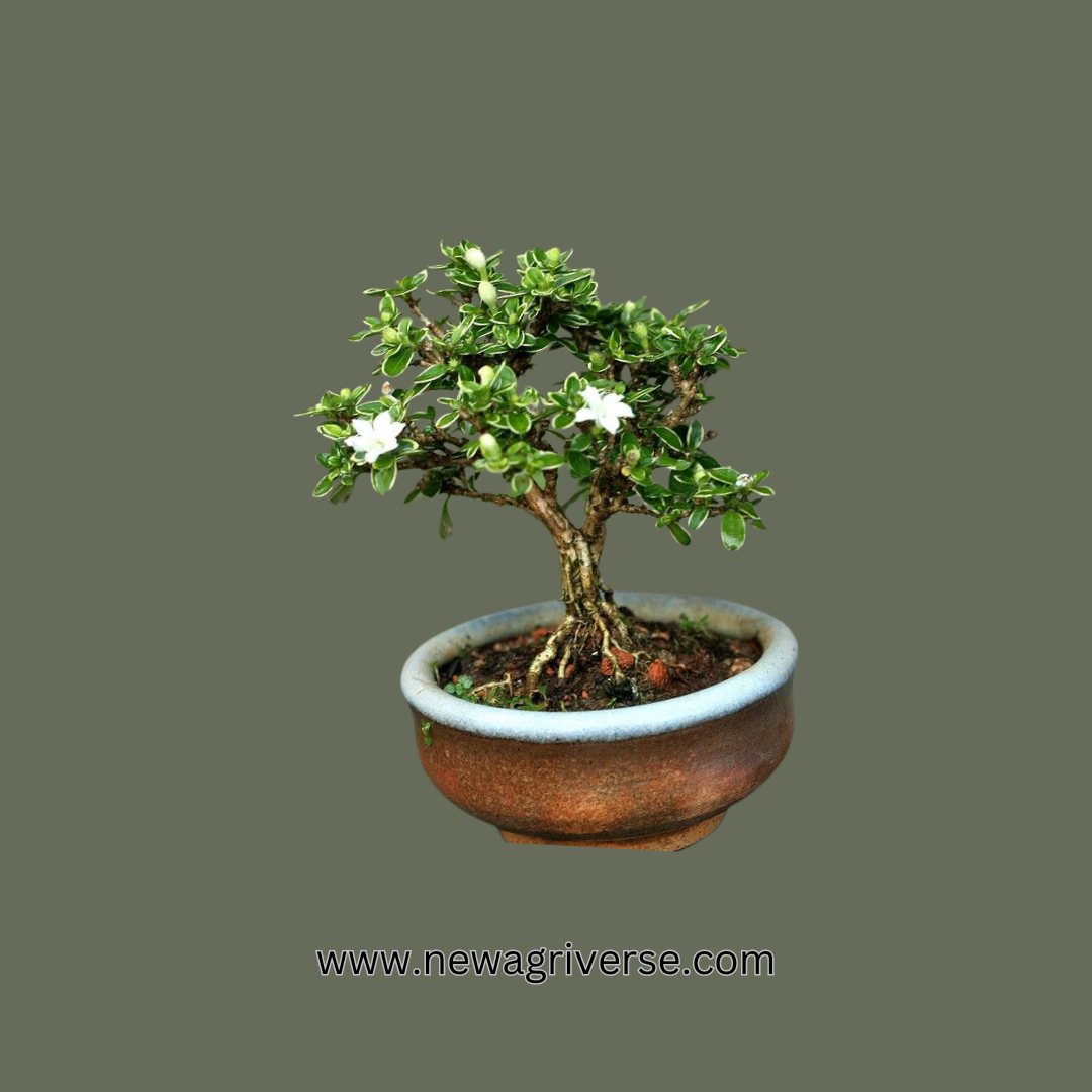 Serissa Foetida Variegated 'Snow Rose' - Tree of a Thousand Stars Plant | Exquisite Indoor/Outdoor