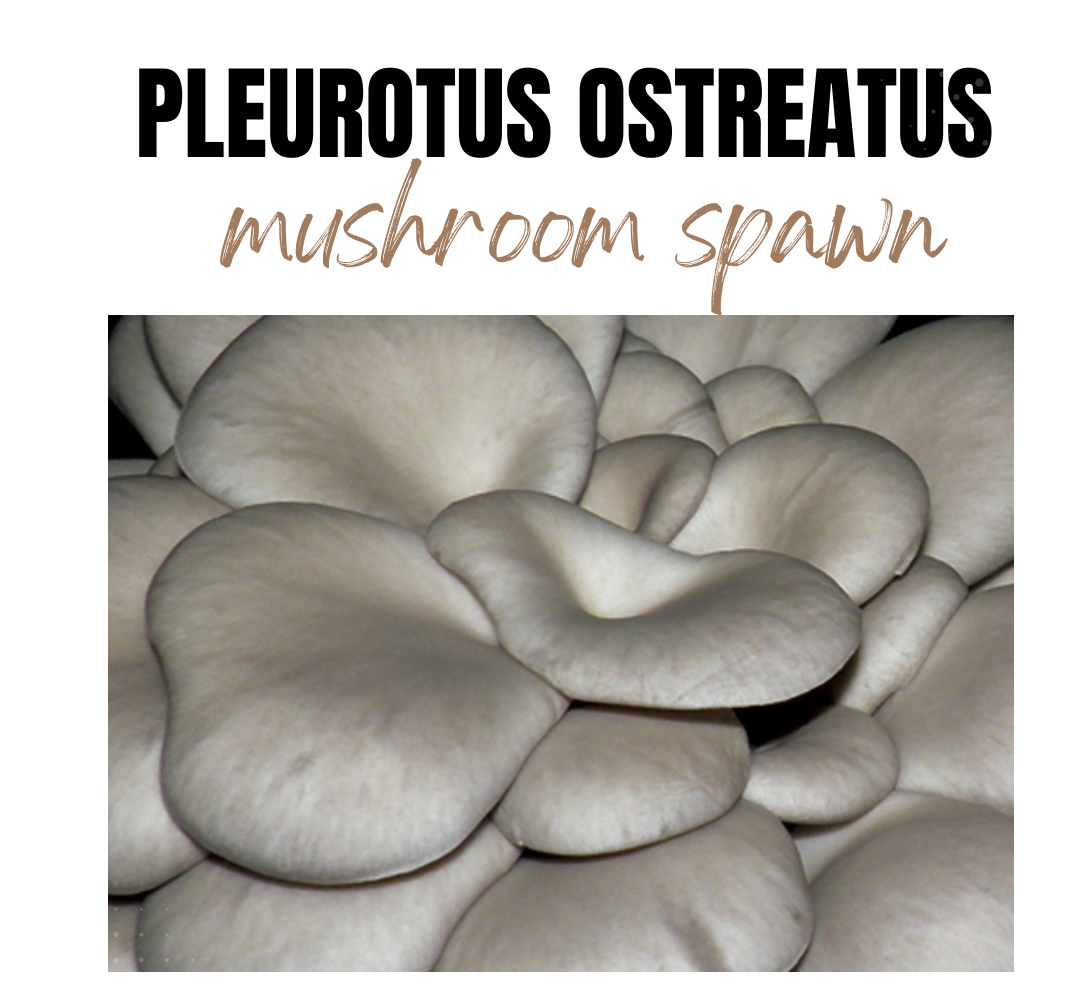 Oyster mushroom spawn (Pleurotus ostreatus) Blue Variety