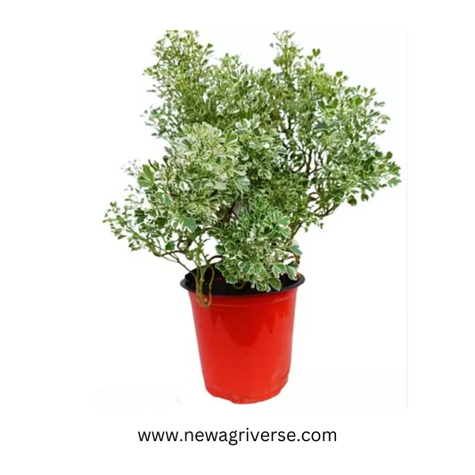 Aralia Variegated White Plant - 'Snow Bush Aralia' | Arelia Ming Indoor/Outdoor Decorative Plant - Miniature Variegated Easy-Care Live Plant