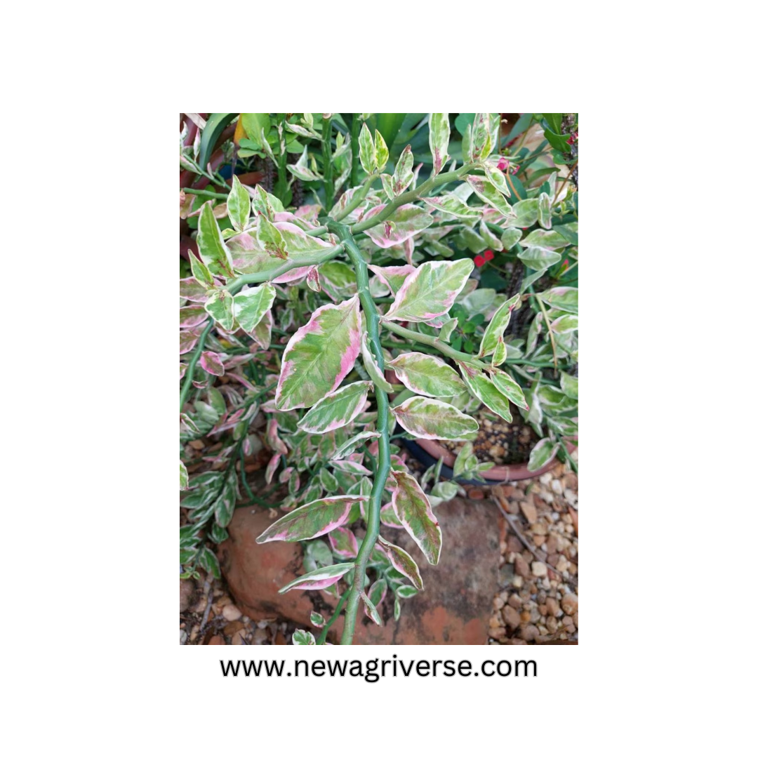 Euphorbia Tithymaloides (Pedilanthus Tithymaloides) 'Karalakam' - Exotic Variegated Live Plant for Indoor/Outdoor Decor