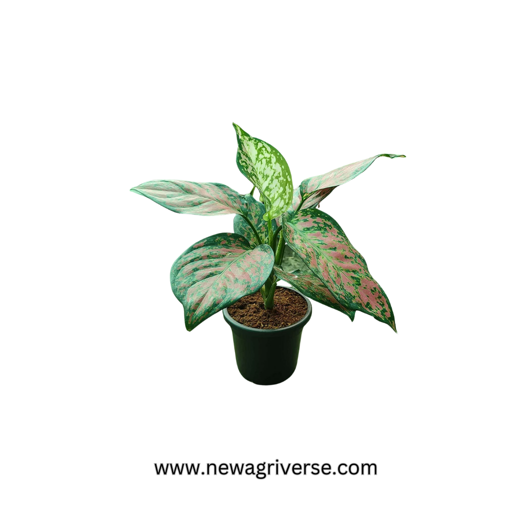 Variegated Aglaonema Red Green Valentine - Indoor Evergreen | 'The Four Seasons' Aglaonema Cleopatra & Suksom Jaipong Varieties