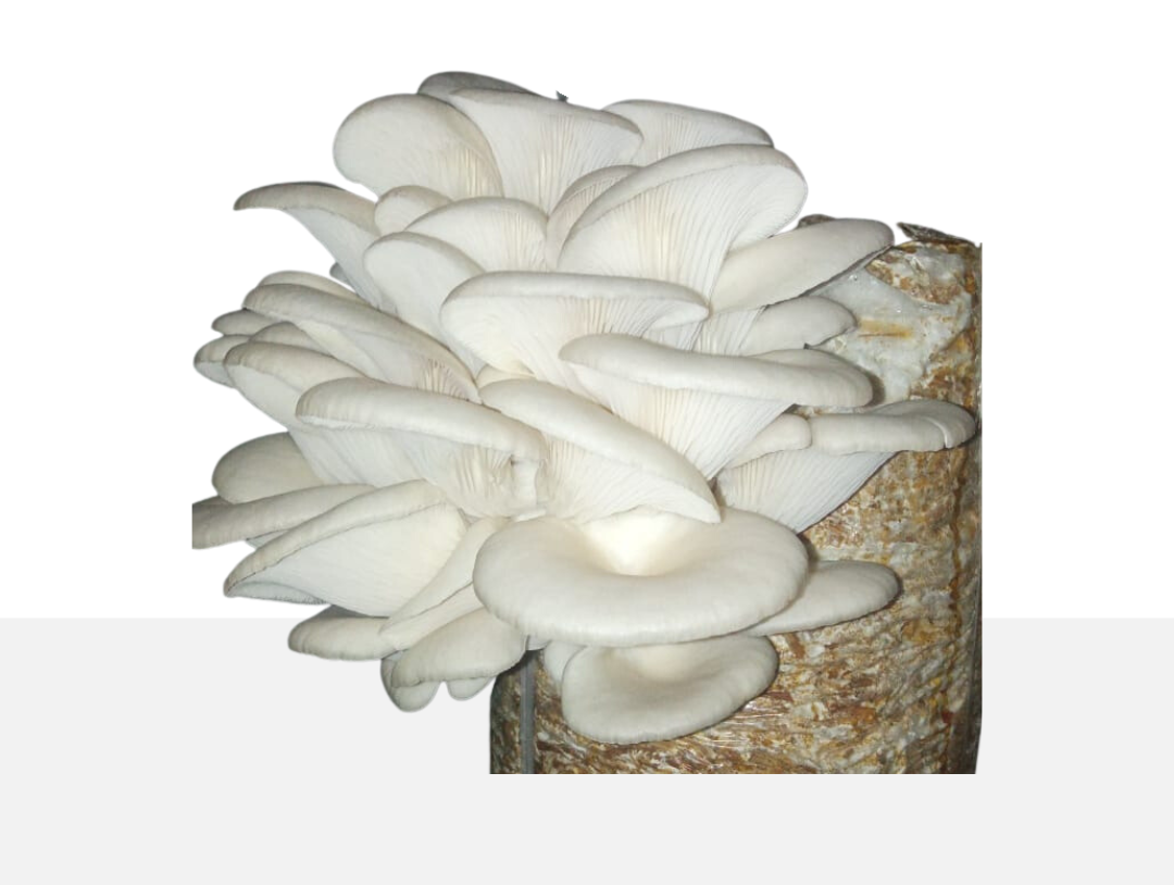 Oyster mushroom spawn (Pleurotus ostreatus) Blue Variety