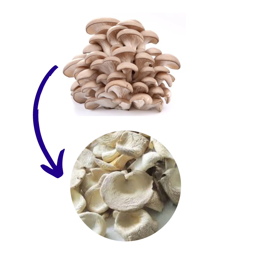 High-Quality A-Grade Dry Oyster Mushrooms | Pleurotus ostreatus | Nutrient-Rich 100 gm