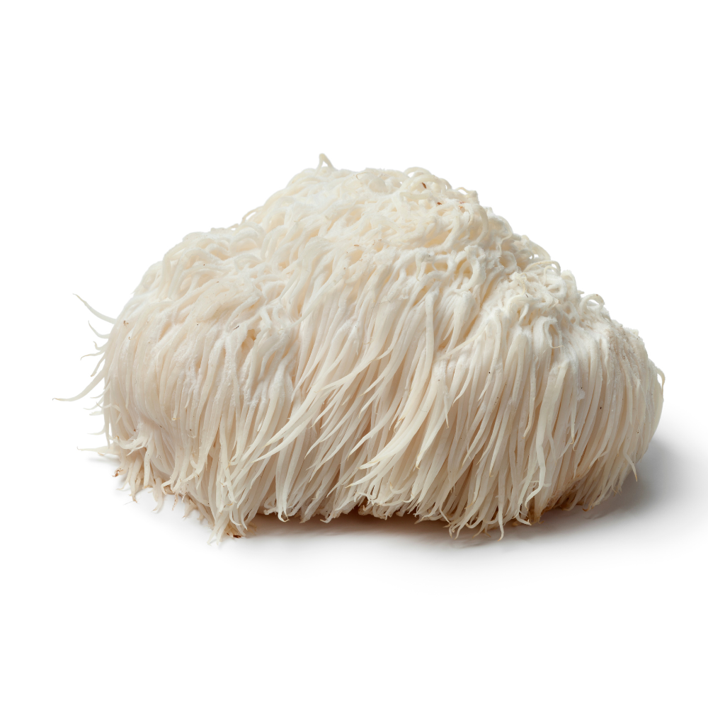 Lion's Mane Mushroom Spawn (Hericium erinaceus)