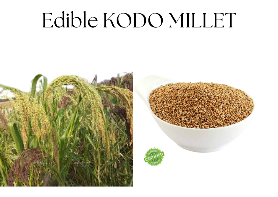 Kodo Millet Rice (Unpolished) | 500g