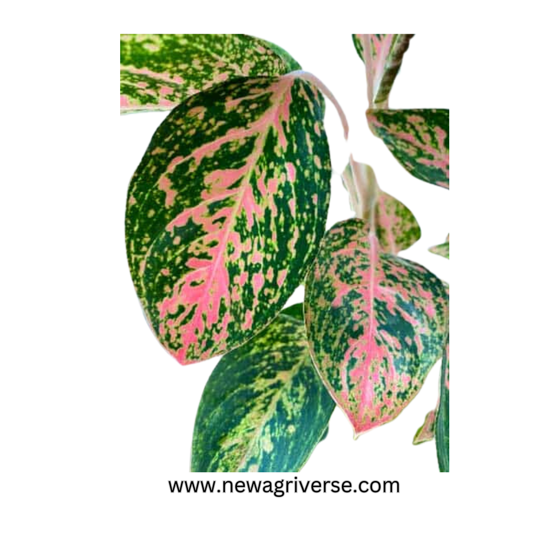 Variegated Aglaonema Red Green Valentine - Indoor Evergreen | 'The Four Seasons' Aglaonema Cleopatra & Suksom Jaipong Varieties