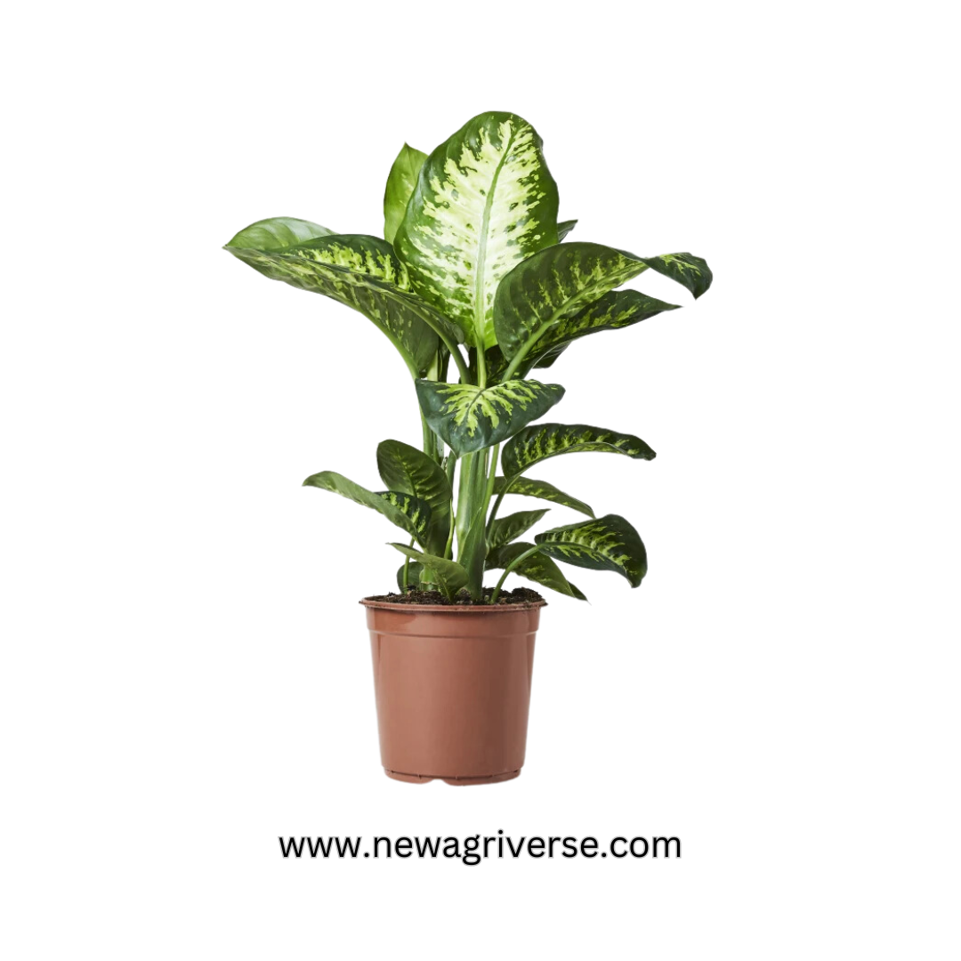 aglaonema snow leopard Dieffenbachia seguine 'Tropic Snow' (Dumb Cane / Leopard Lilly)