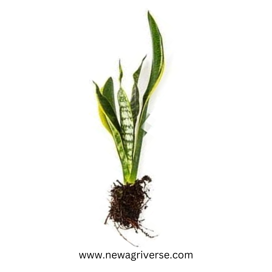 Snake Plant Golden (Mother-In-Law's Tongue / Sansevieria Golden Princess) - Good Luck Indoor/Outdoor Live Plant