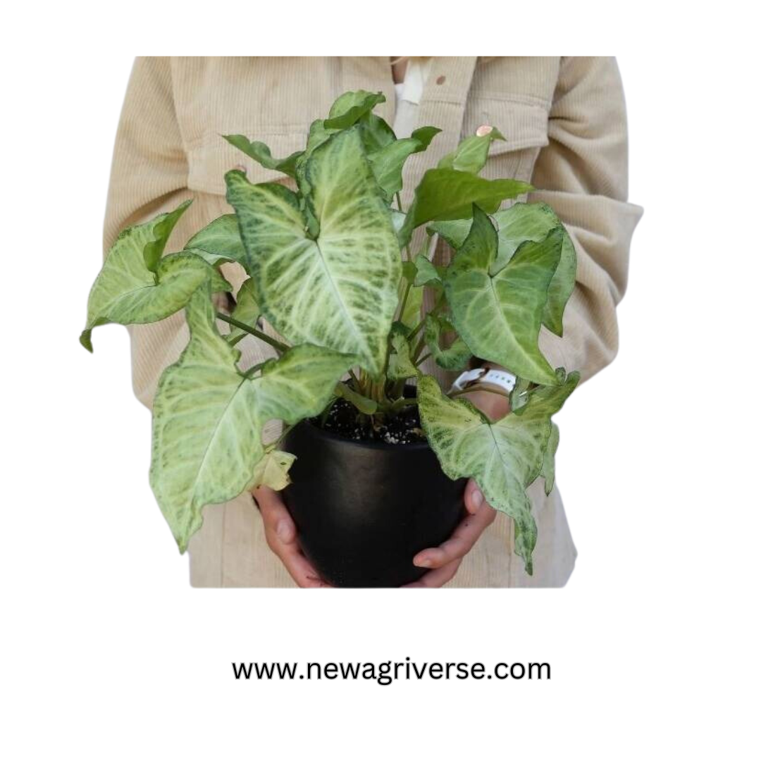 Syngonium 'White Butterfly' (American Evergreen) | Syngonium podophyllum 'N-Joy' - Versatile Indoor Plant