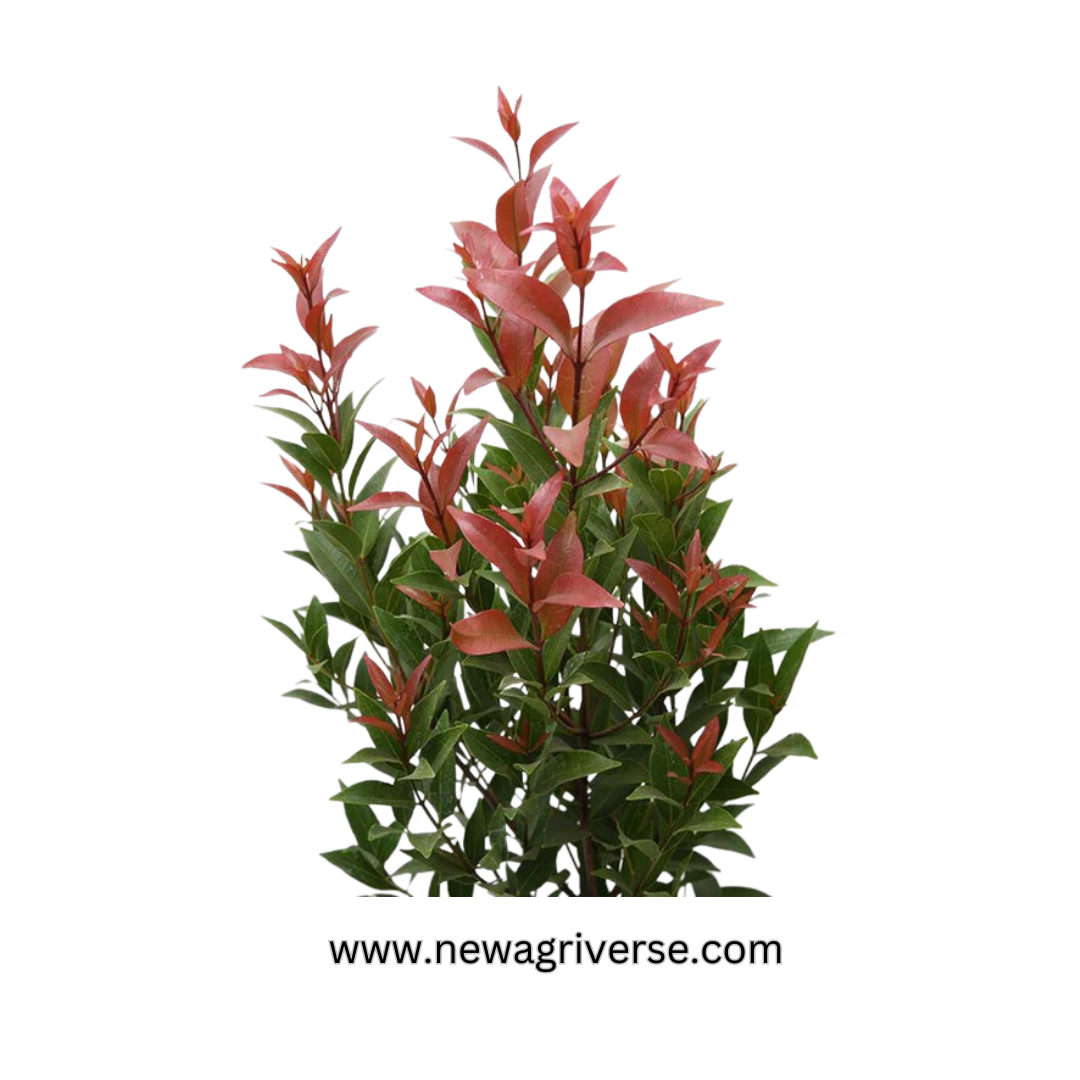 Syzygium Live Plant | Photinia Red Robin / Ficus Cristina - Lush Eugenia | Vibrant Foliage for Indoor/Outdoor Landscaping