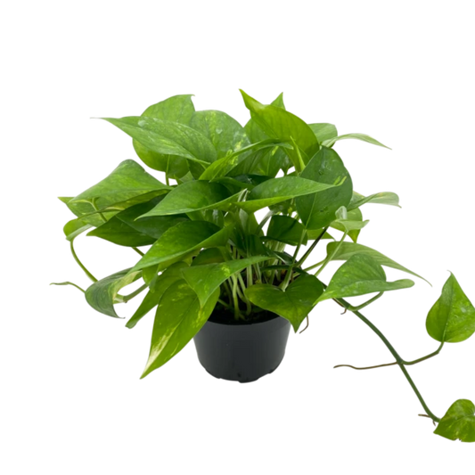 Vibrant Live Money Plant (Pothos) - Lush Green Foliage, Perfect for Home and Office Decor, Easy to Care Indoor Plant