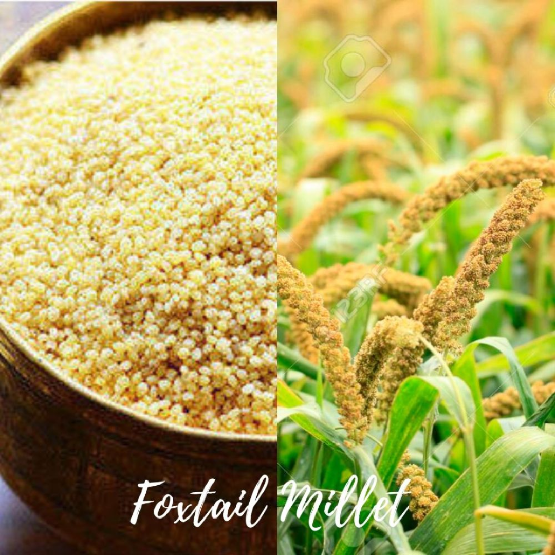 Foxtail Millet Whole Grain (Kangani) | 500g