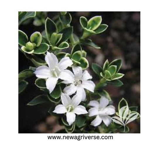 Serissa Foetida Variegated 'Snow Rose' - Tree of a Thousand Stars Plant | Exquisite Indoor/Outdoor