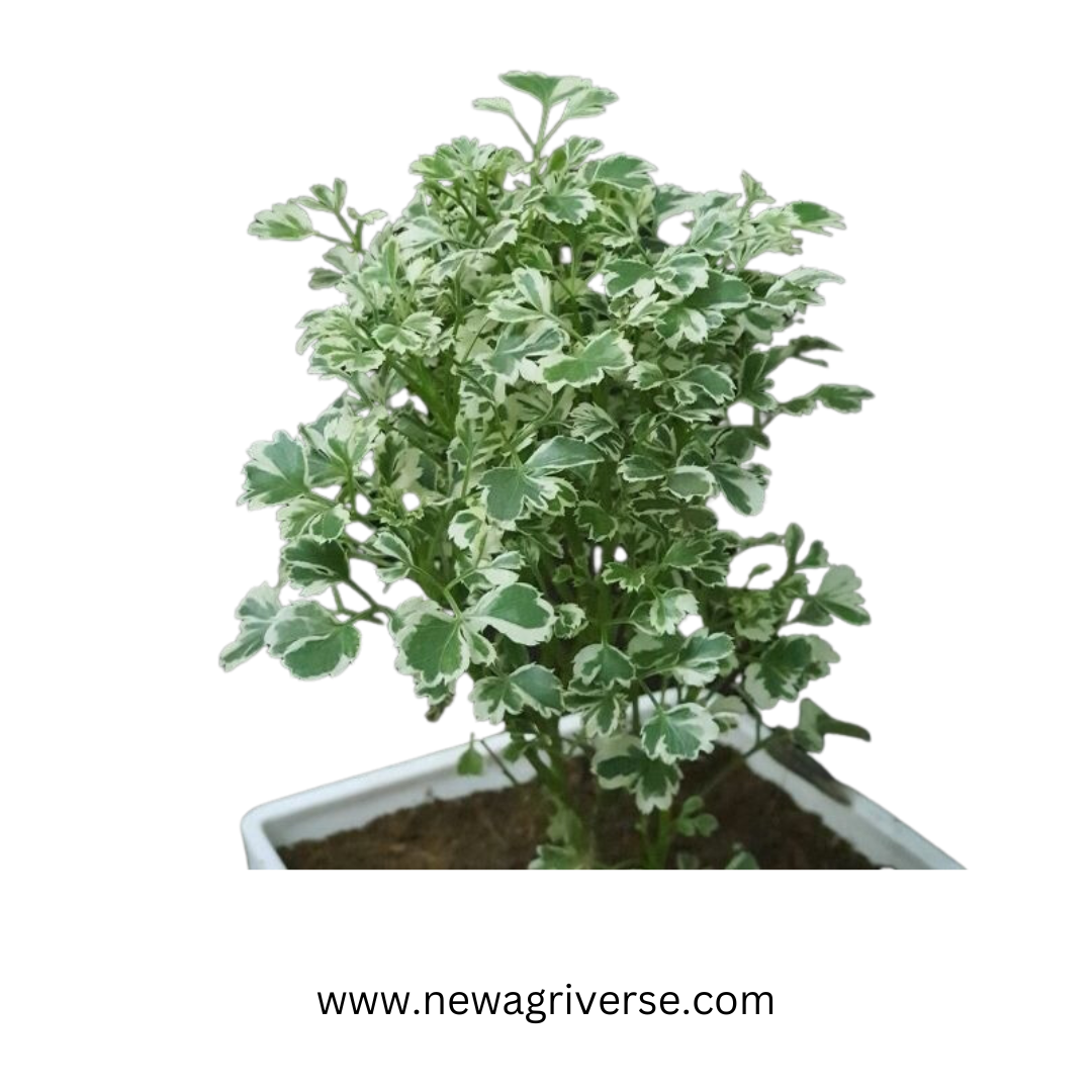 Aralia Variegated White Plant - 'Snow Bush Aralia' | Arelia Ming Indoor/Outdoor Decorative Plant - Miniature Variegated Easy-Care Live Plant