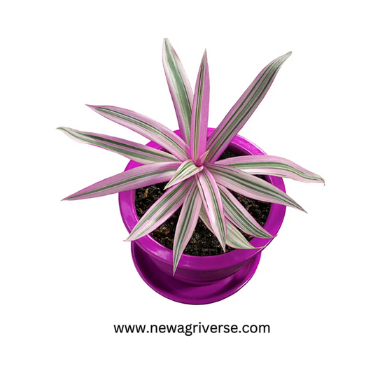 Rhoeo Plant (Moses in the Cradle / Oysterplant / Boatlily) - Tradescantia Spathacea Live Plant | Vibrant Indoor/Outdoor Foliage