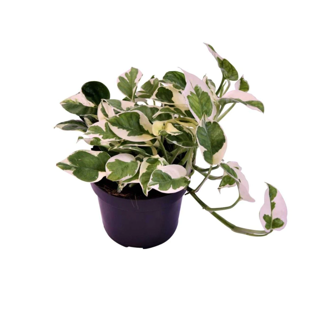 Live Marble Prince Air Purifier Money Plant - Feng Shui Prosperity Enhancer