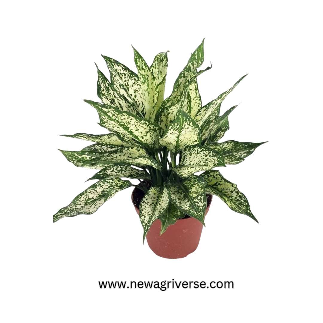 Dwarf Aglaonema Snow White (Chinese Evergreen / Golden Evergreen) - Aglaonema commutatum | Philippine Evergreen Healthy Live Plant | 'Snow White' Variety