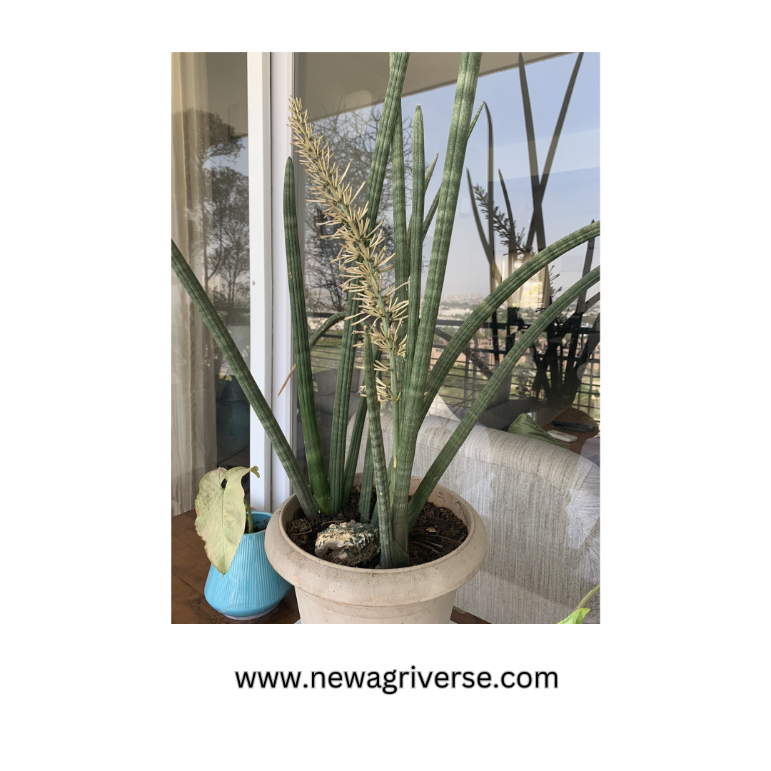 Sansevieria Cylindrica (Cylindrical Snake Plant) - Succulent Snake Plant | Easy Propagation | Sansevieria Stuckyi Live Indoor Plant