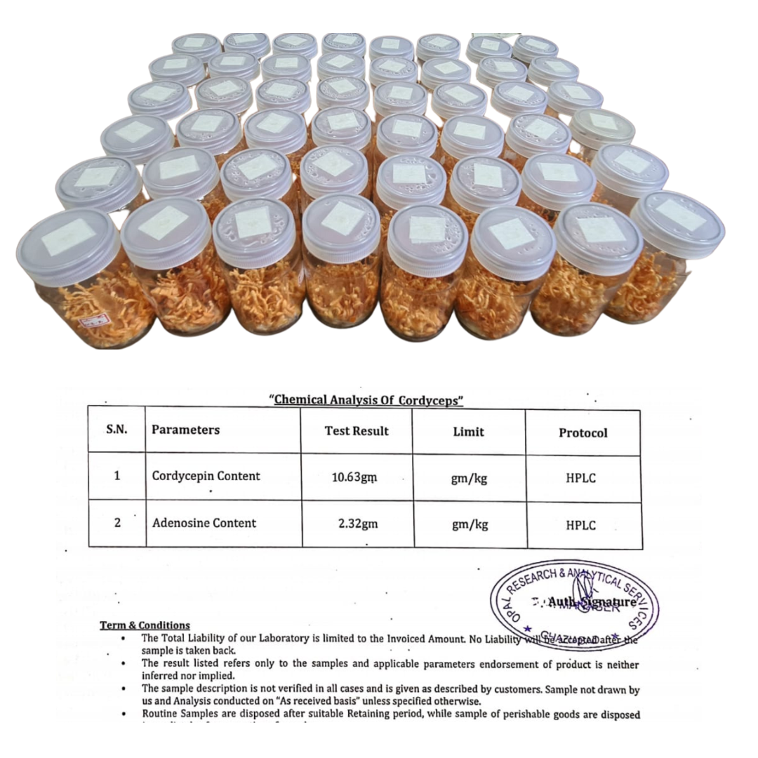 Cordyceps Militaris (Keedajadi) 30gm