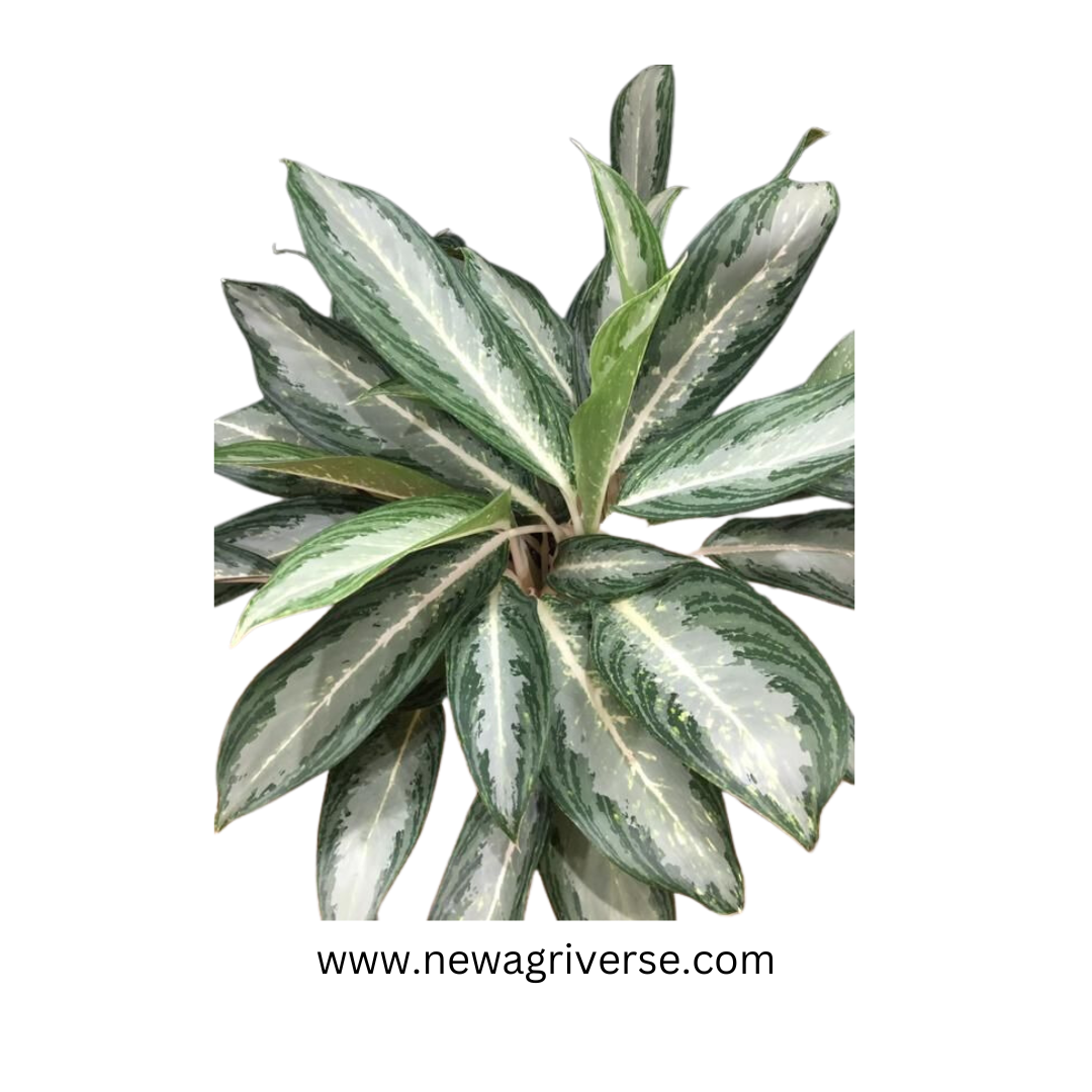 Aglaonema White Rain Plant - White Stem Live Indoor Air Purifier | Native to Asia & Malaysia | Tropical Indoor Plant