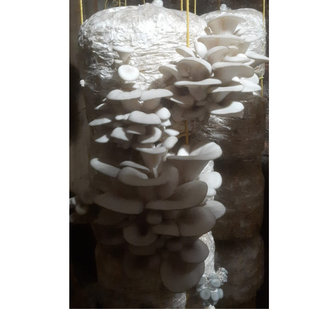 Elm Oyster Mushroom spawn HU Variety (Hypsizygus ulmarius)