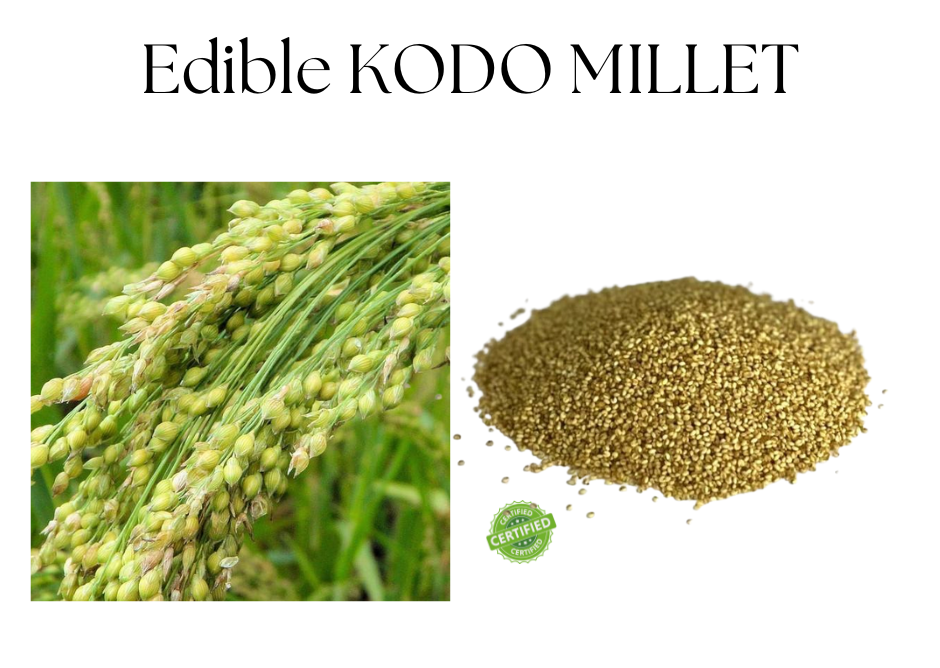 Browntop Millet Rice | 500g