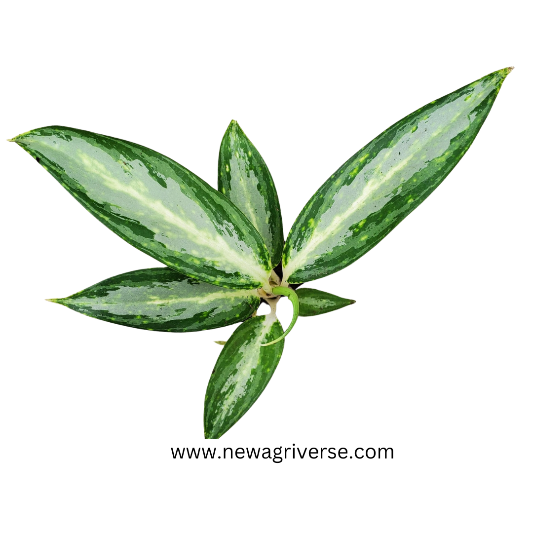 Aglaonema White Rain Plant - White Stem Live Indoor Air Purifier | Native to Asia & Malaysia | Tropical Indoor Plant