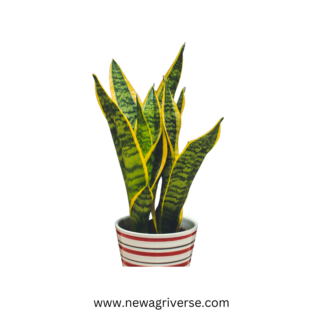 Snake Plant Golden (Mother-In-Law's Tongue / Sansevieria Golden Princess) - Good Luck Indoor/Outdoor Live Plant