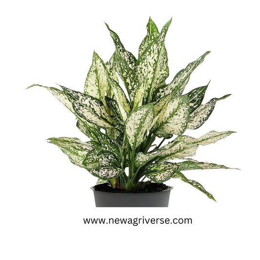 Dwarf Aglaonema Snow White (Chinese Evergreen / Golden Evergreen) - Aglaonema commutatum | Philippine Evergreen Healthy Live Plant | 'Snow White' Variety