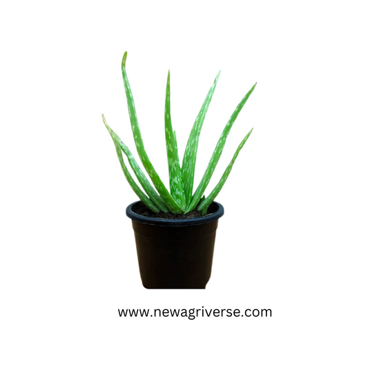 Medicinal Aloe Vera Plant - Live Aloe Vera for Home & Outdoor Gardening | Indoor/Outdoor Balcony Plant for Skin Gel & Health Benefits