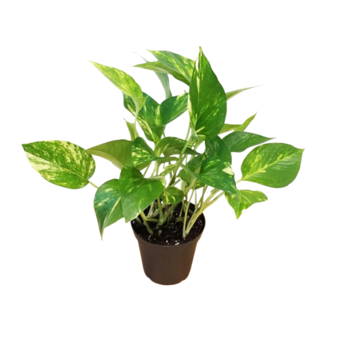 Vibrant Live Money Plant (Pothos) - Lush Green Foliage, Perfect for Home and Office Decor, Easy to Care Indoor Plant