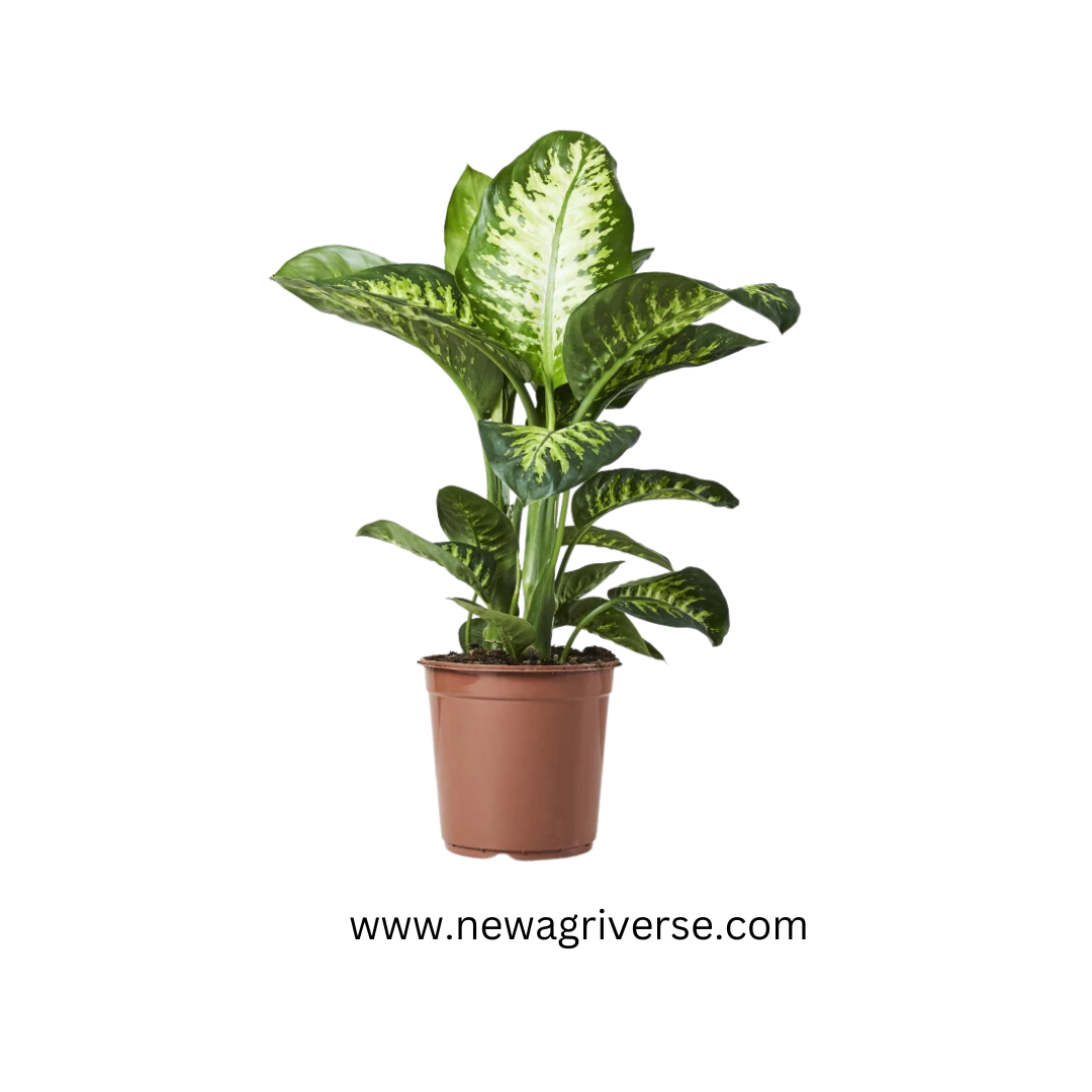dieffenbachia seguine 'tropic snow' Dieffenbachia seguine 'Tropic Snow' (Dumb Cane / Leopard Lilly)