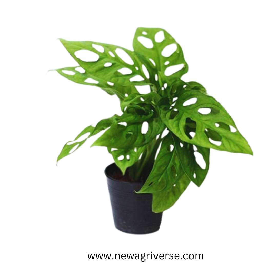 Philodendron Monstera Deliciosa (Swiss Cheese Plant) - Monstera Adansonii | Matured 5-Inch Pot Indoor Green Plant - Healthy and Lush