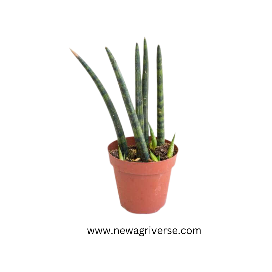 Sansevieria Cylindrica (Cylindrical Snake Plant) - Succulent Snake Plant | Easy Propagation | Sansevieria Stuckyi Live Indoor Plant