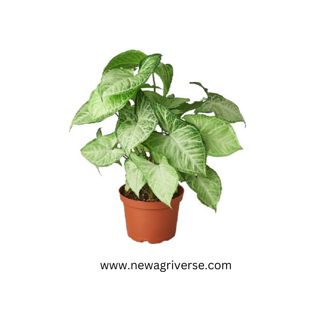 Syngonium 'White Butterfly' (American Evergreen) | Syngonium podophyllum 'N-Joy' - Versatile Indoor Plant